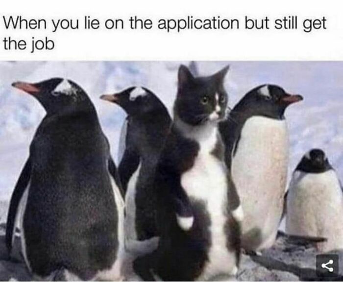 Cat humor meme showing a cat among penguins, illustrating the phrase about getting a job despite lying.