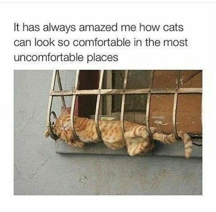 Cat squeezed through metal bars, looking comfortable despite awkward position.