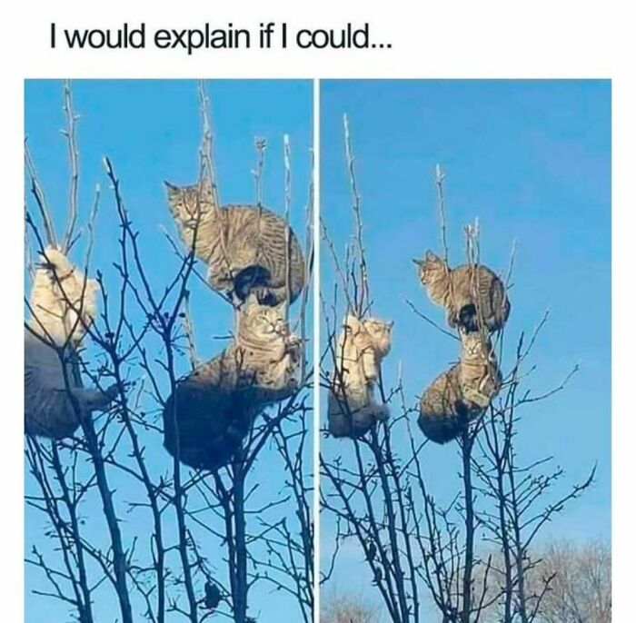 Cats humorously perched in a tree, creating a funny and cute meme scene.