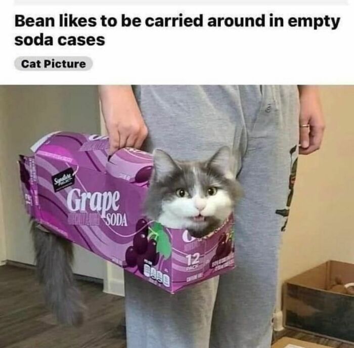 Cat sitting in a grape soda case, being carried; a funny moment highlighting why you might want to get a cat.