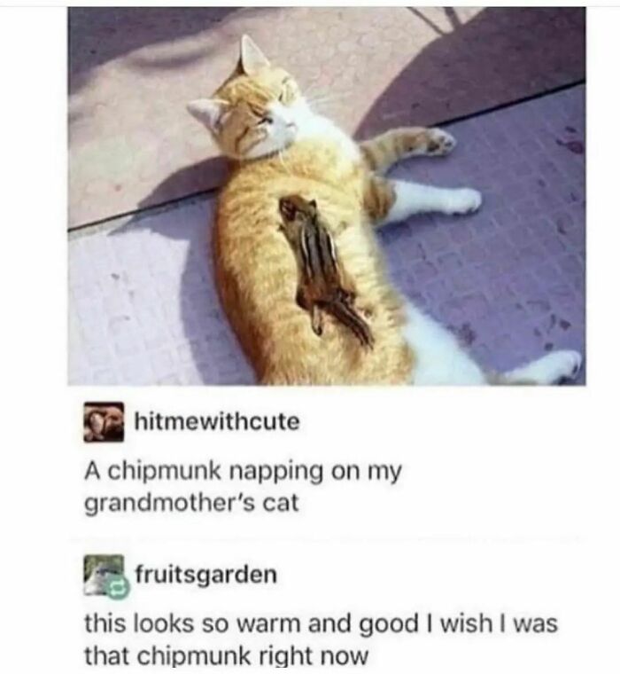 Chipmunk napping on a cat, creating a cute and funny moment.