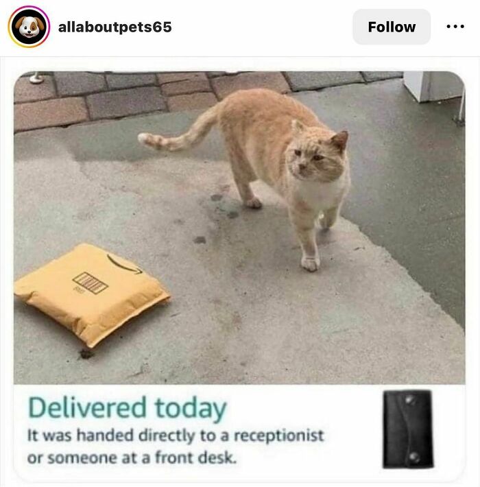 Cute cat standing near a delivered package, humorously suggesting it was handed to a receptionist.