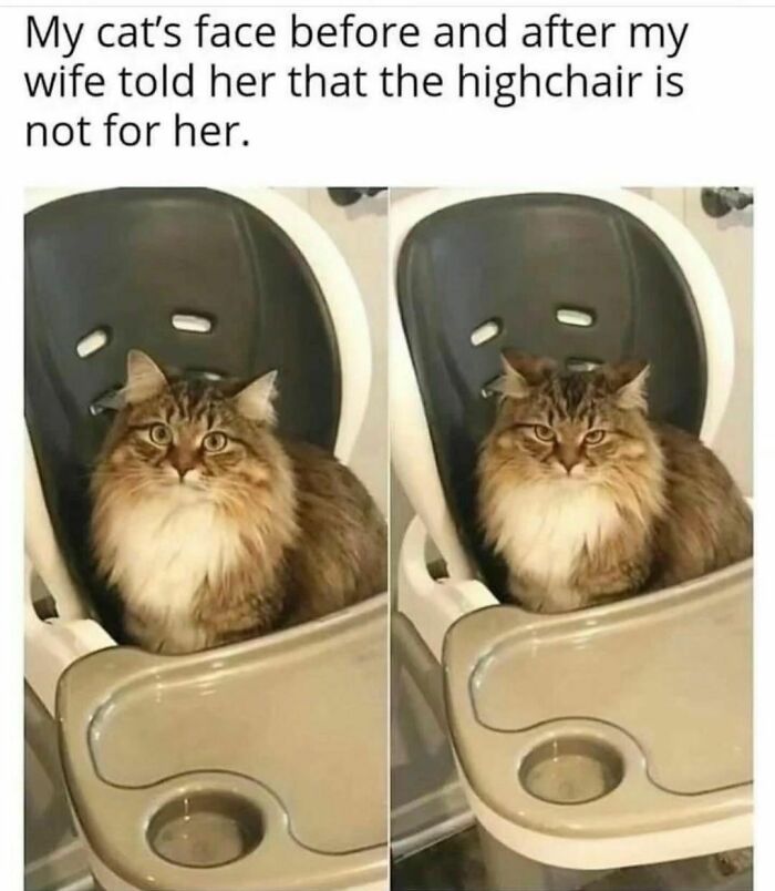 Fluffy cat sitting in a highchair with a funny expression; cute meme about cats.