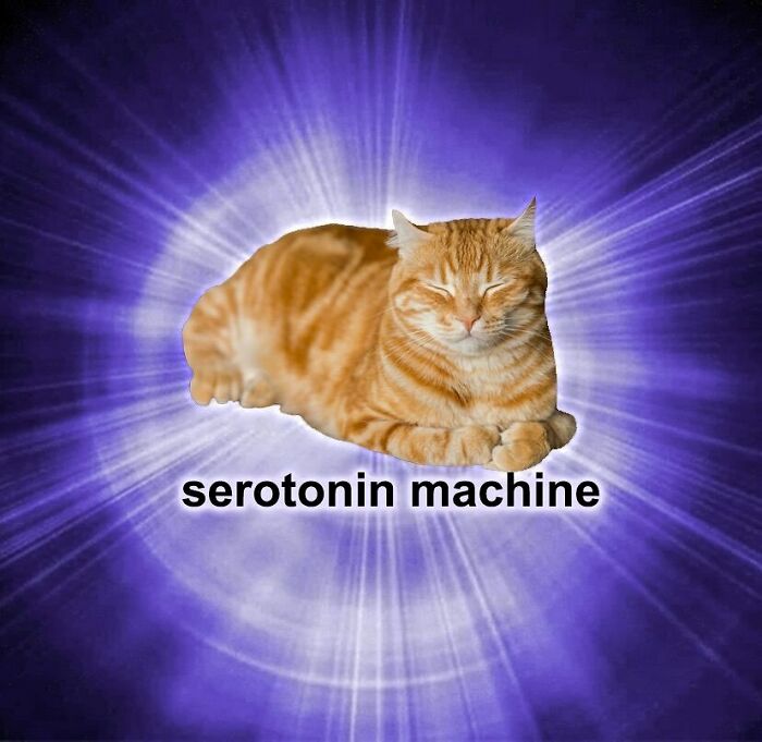 The Secret Ingredient To Their Biscuit Making? Serotonin