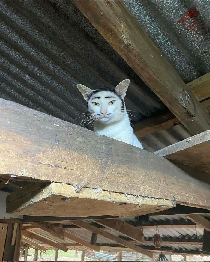 Ok But Why This Cat Look Like A Mid2000s Dreamworks Character?