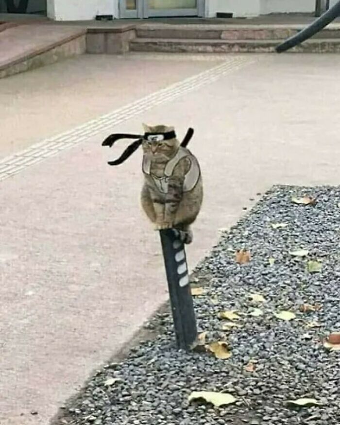 Would You Go On A Quest With Him— Yes Or Also Yes??