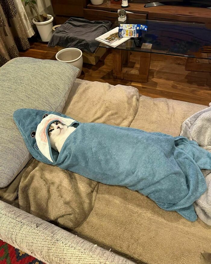 Paws (Directed By Steven Spielberg)