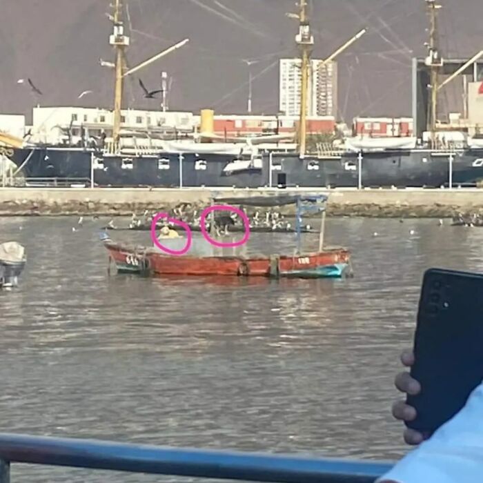Two dogs stranded on a boat near the Chilean coast, with ships and a cityscape in the background. Two dogs stranded on a boat near the Chilean coast, with ships and a cityscape in the background.