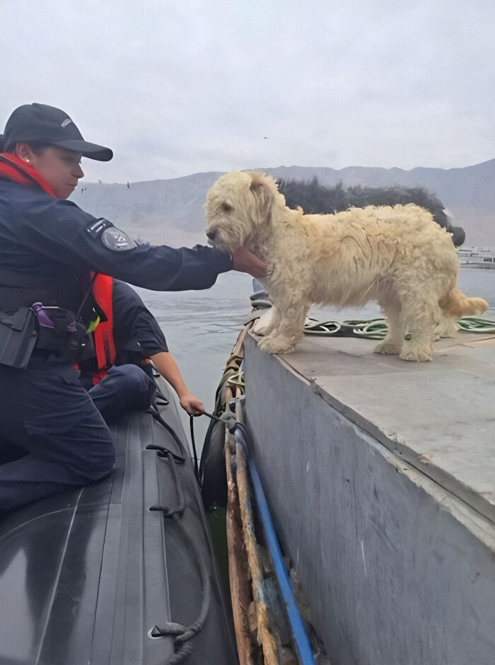 Coast guard rescues dog stranded at sea on a boat off Chilean coast. Coast guard rescues dog stranded at sea on a boat off Chilean coast.