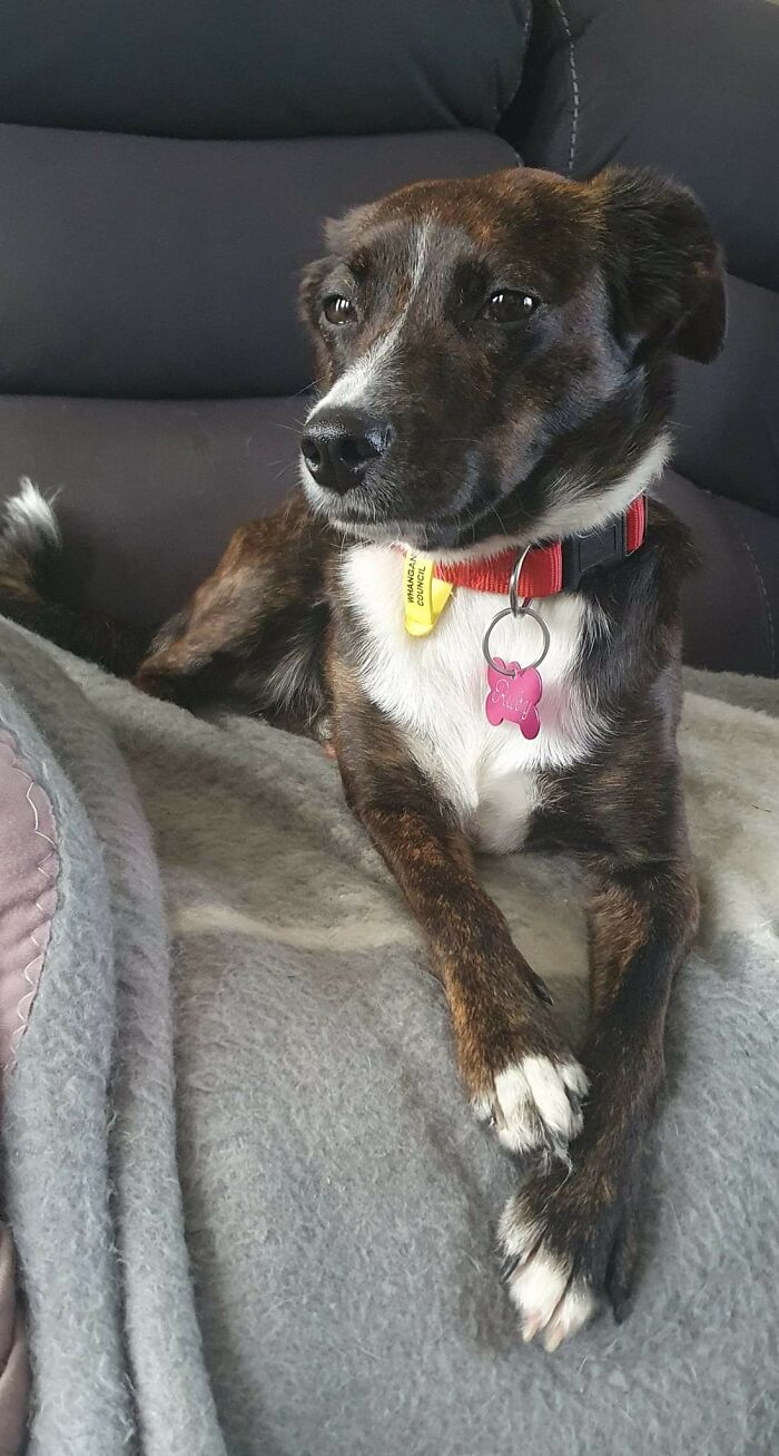 This Is My New Dog Ruby Who Was Adopted