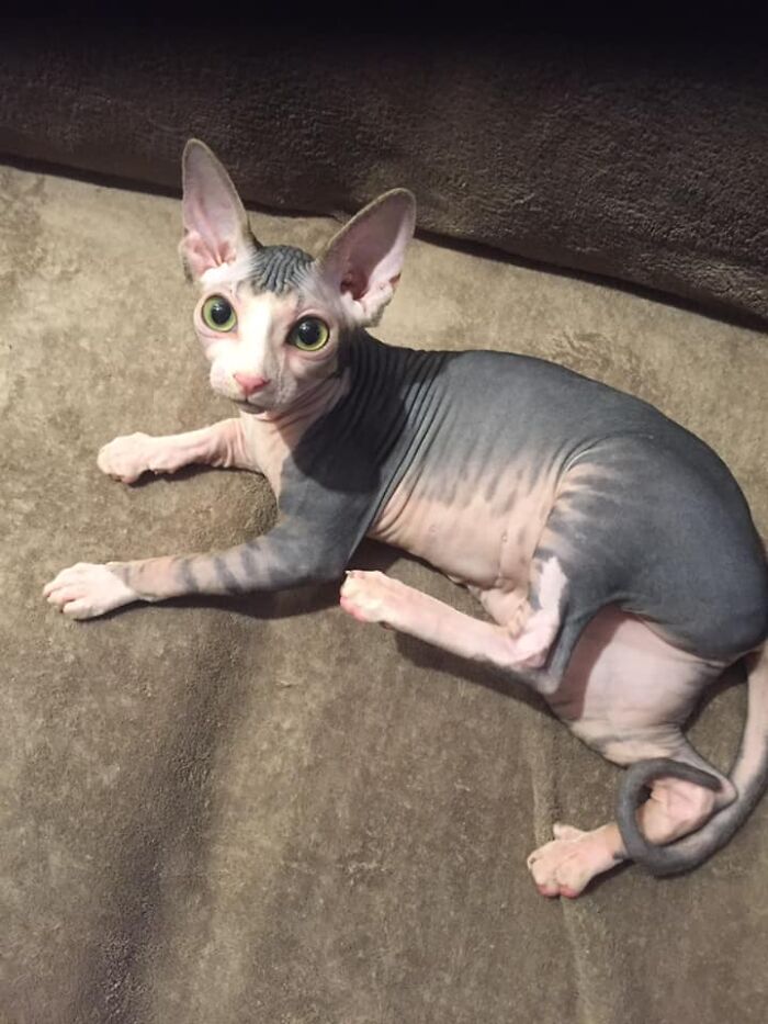 Fluffy, My Hairless Cat ;)