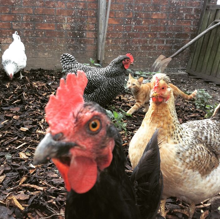 They’re Descendants Of Dinosaurs, And They Remember. Beware The Chickens!