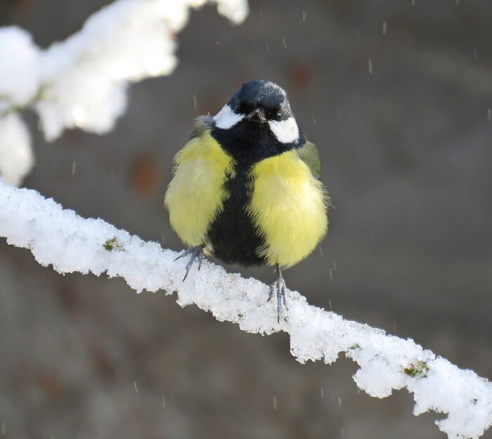 Or Maybe This Little Bandit