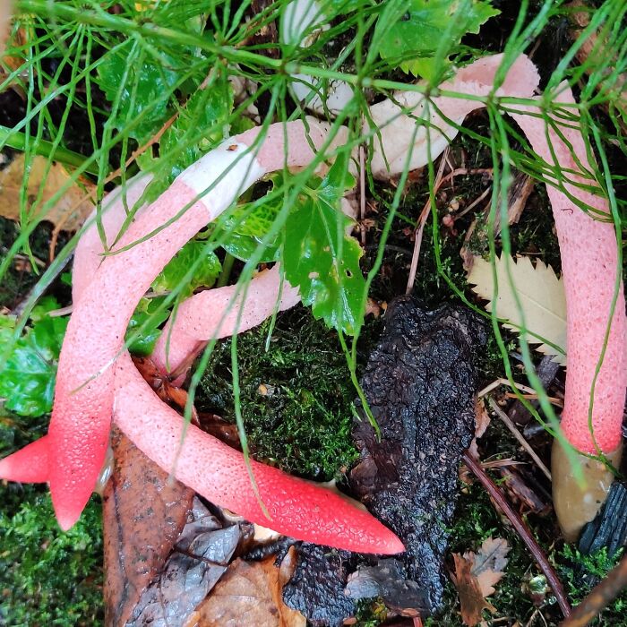 Mutinus Caninus? Or Smelly Tentacles?