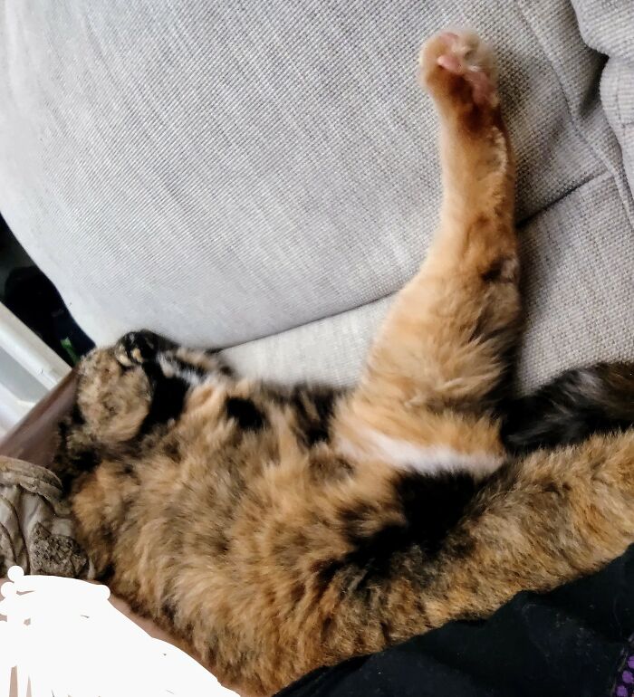 If It Feels Comfortable I Sleeps