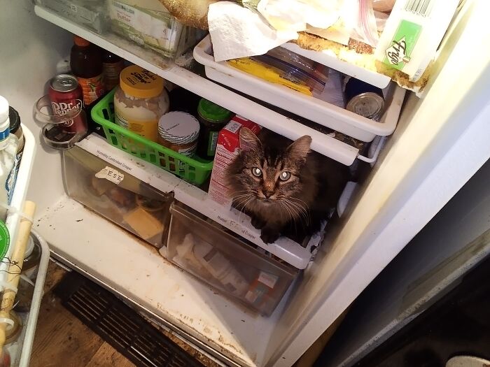 Goober Heard There Was A Turkey In There. It Had Not Been Cooked