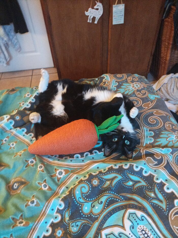 This Little Idiot Is Always Doing Something Daft