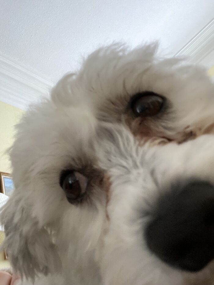 Was Trying To Get A Photo Of The Spider In The Corner…