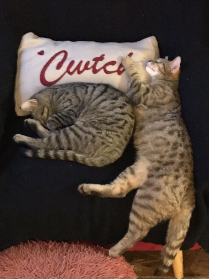 Storm And Reginald - Adopted Brothers