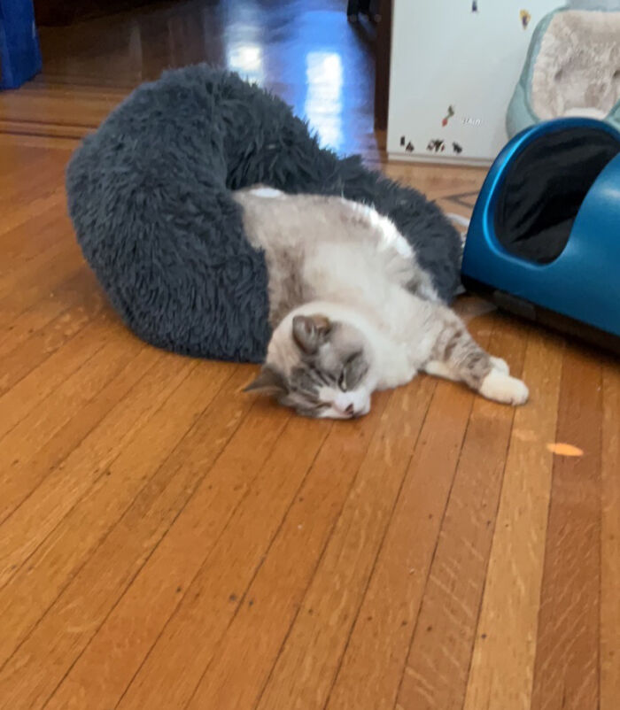 She’s Just Sleeping In Her Too Small Bed (This Is An Old Photo She Died In January I Miss Her So Much)