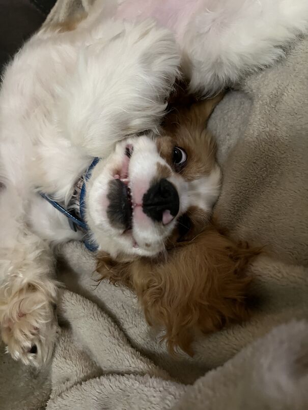 Maybelle, The Tiny Teefed, Goofy Goblin Spaniel. (I Hear They Are Pretty Rare, And One They Show Up, You Are Blessed With These Types Of Faces Regularly)