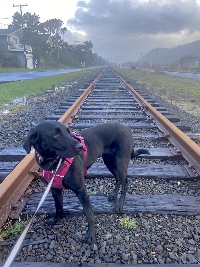 Walking My Girl On A Drizzly Morning In Rockaway Beach, Oregon