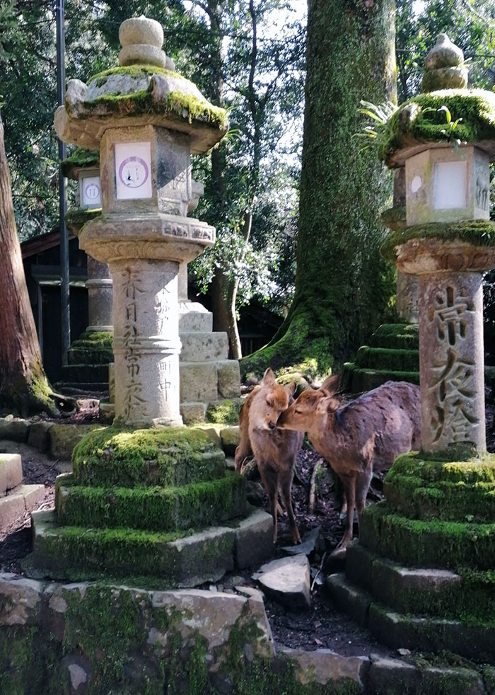 Two deer nuzzling next to moss-covered stone lanterns in a serene Japan forest setting at Nara Park.