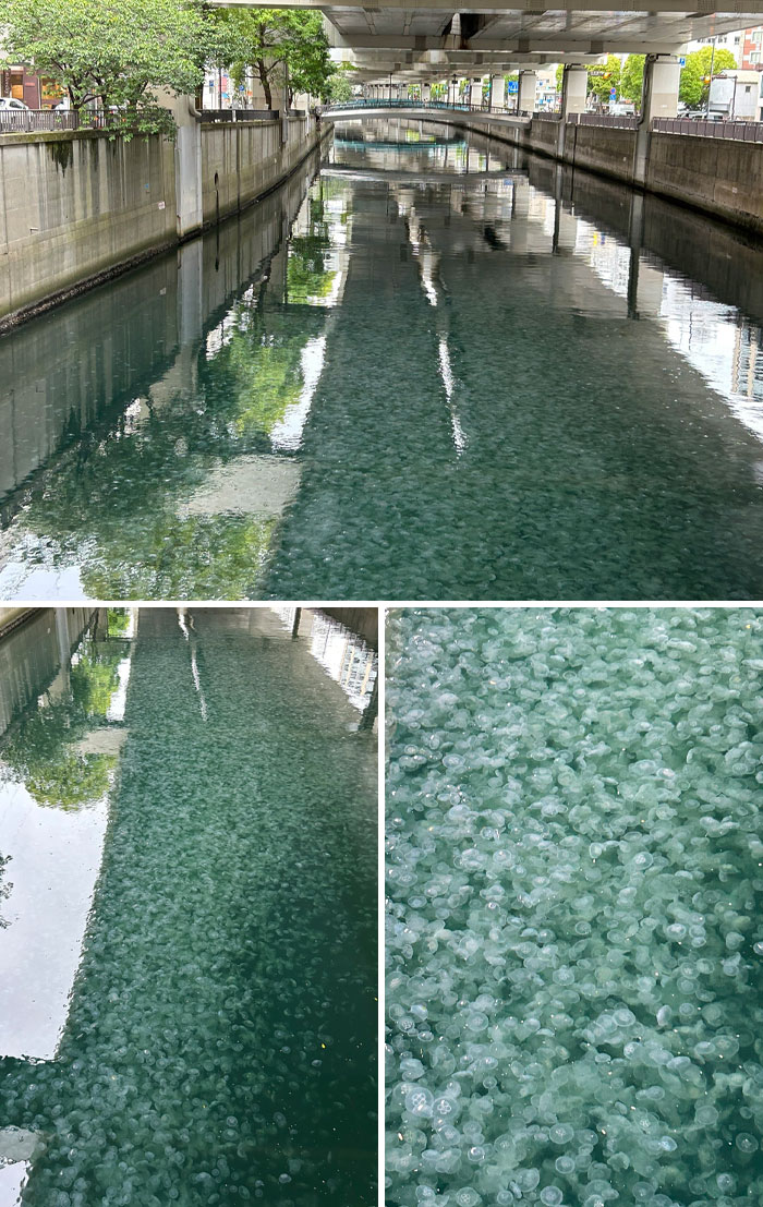 A river in Japan filled with hundreds of translucent jellyfish under an urban bridge, showcasing unique nature.