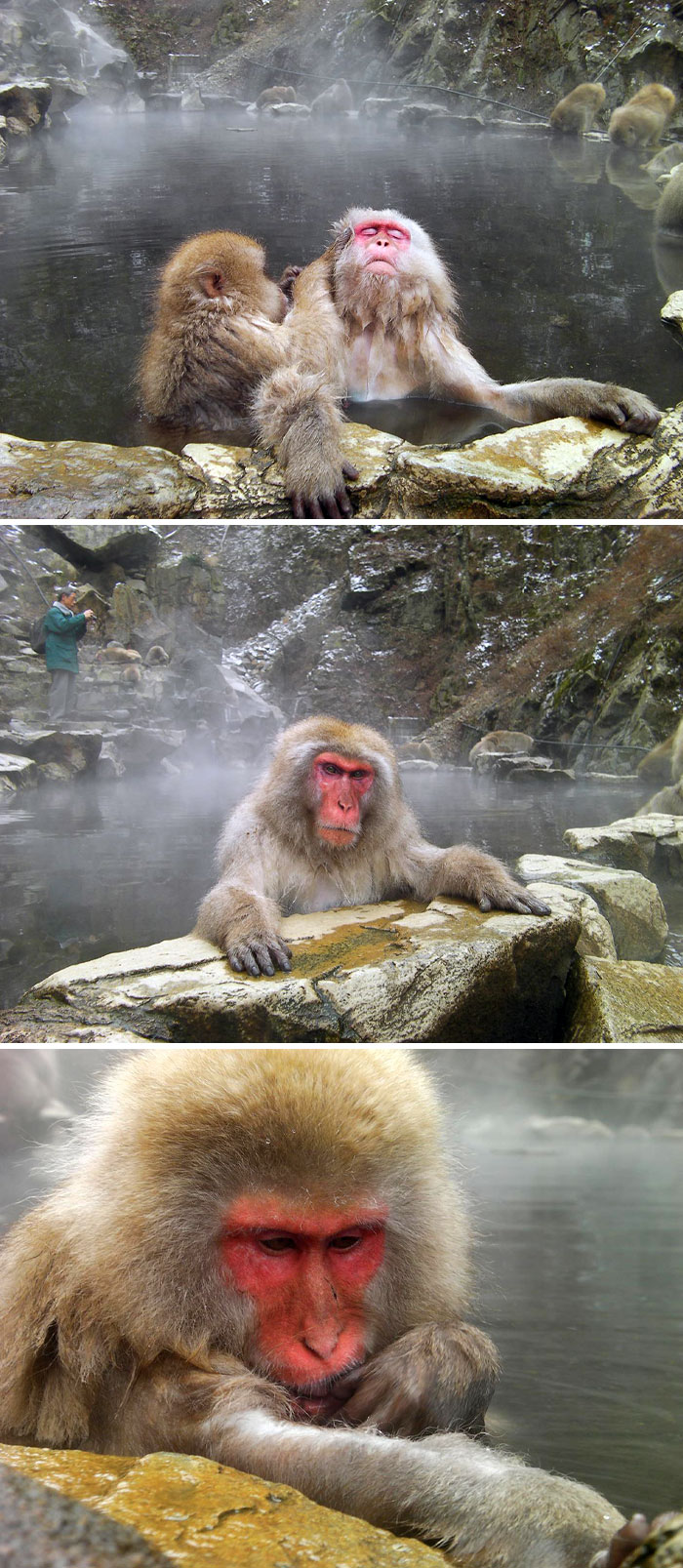Japanese macaques relaxing in hot springs surrounded by rocky terrain and mist in Japan's natural environment.