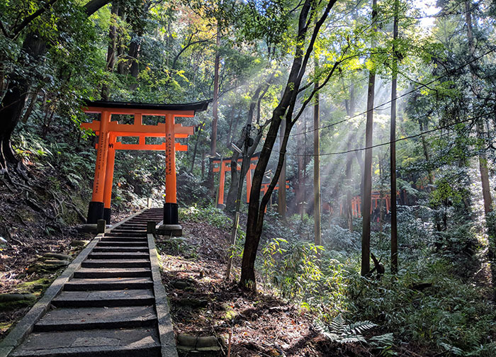 Torii gates along a forest path in Japan, with sunlight filtering through trees, showcasing unique Japan scenery.