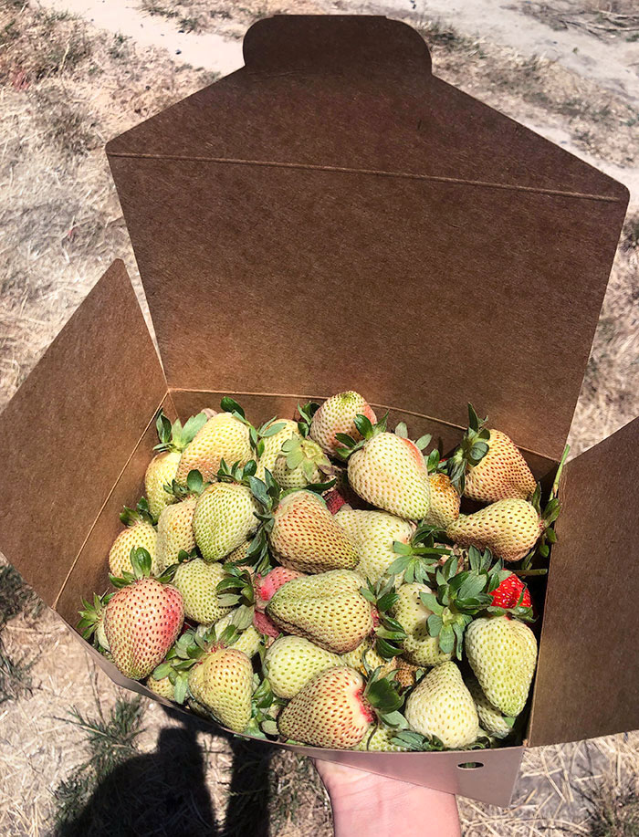 In Japan, There Are Genetically Modified Strawberries That Taste Like Normal Ones