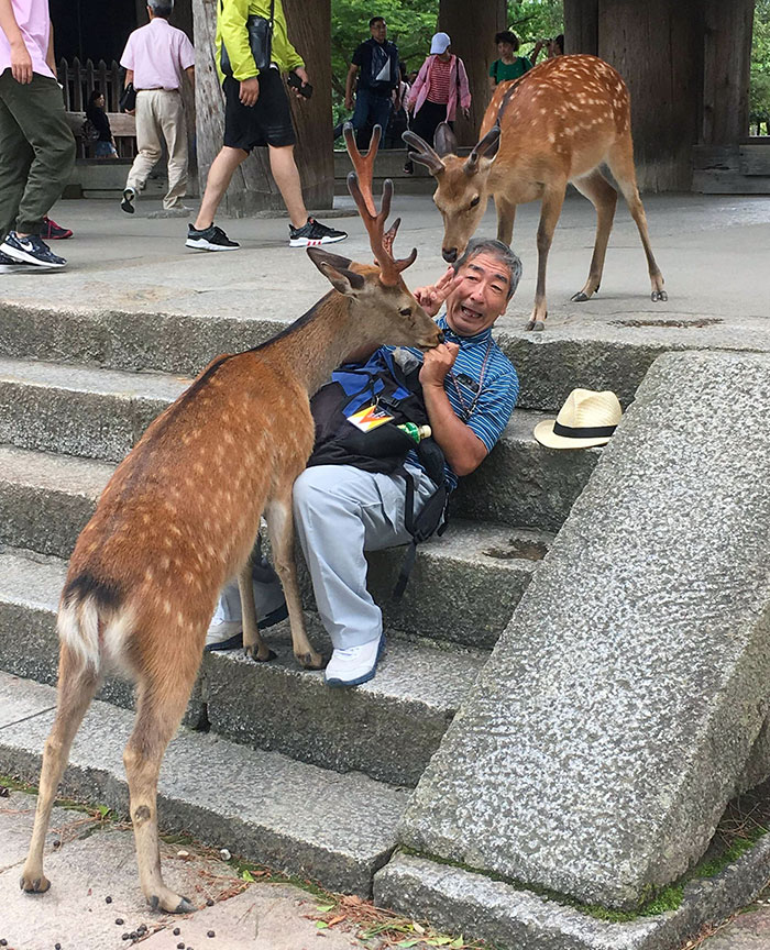 Man feeding and interacting with wild deer on stone steps, showcasing why Japan is a country like no other.