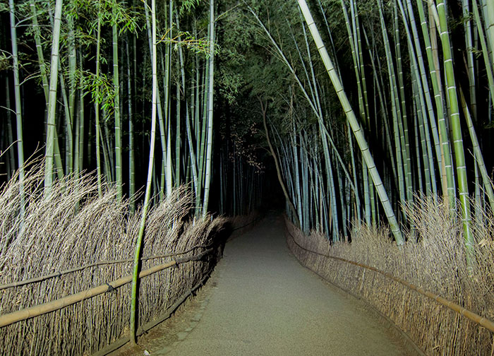Bamboo forest path in Japan at night with tall green stalks and dry grass alongside a narrow walkway.