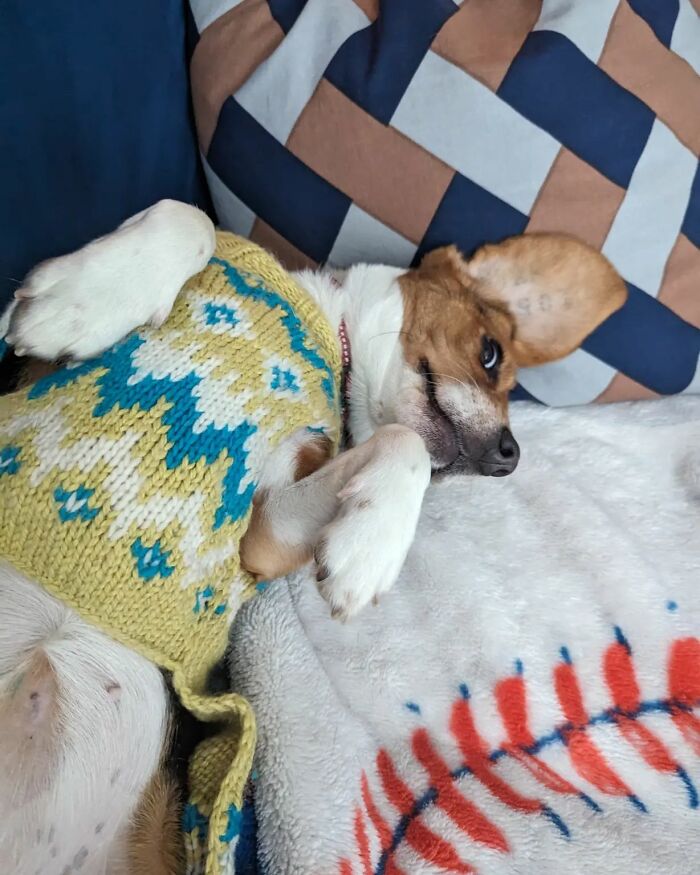 Meet Dora, The Beagle Who Was Rescued From A Lab And Was Given A Chance At A New Life