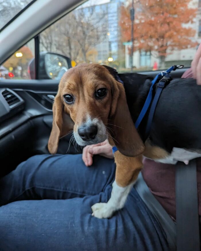 Meet Dora, The Beagle Who Was Rescued From A Lab And Was Given A Chance At A New Life