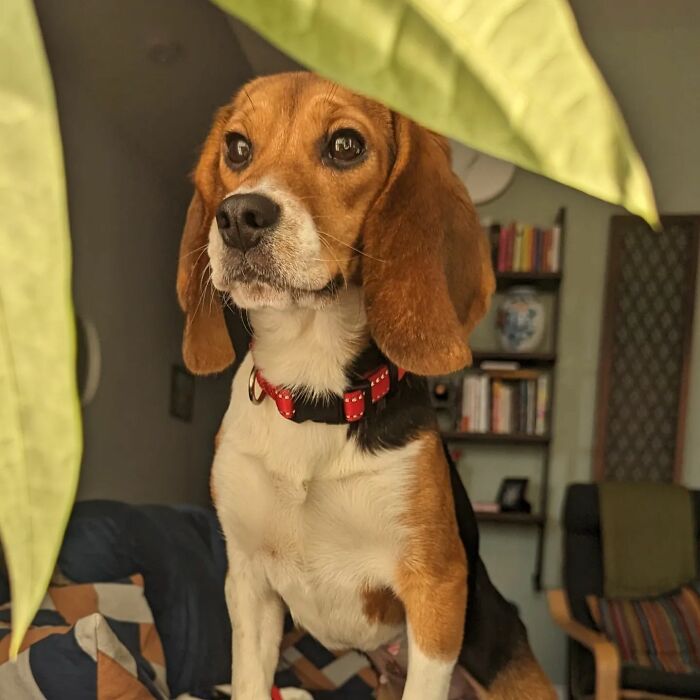 Meet Dora, The Beagle Who Was Rescued From A Lab And Was Given A Chance At A New Life