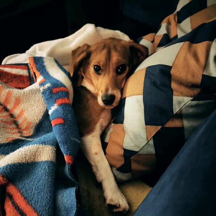 Meet Dora, The Beagle Who Was Rescued From A Lab And Was Given A Chance At A New Life