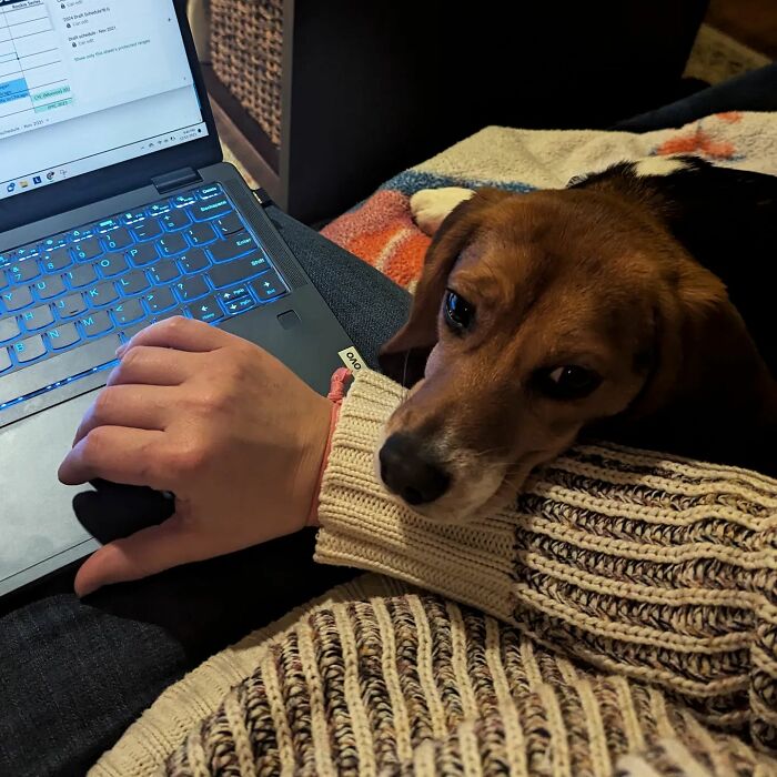 Meet Dora, The Beagle Who Was Rescued From A Lab And Was Given A Chance At A New Life