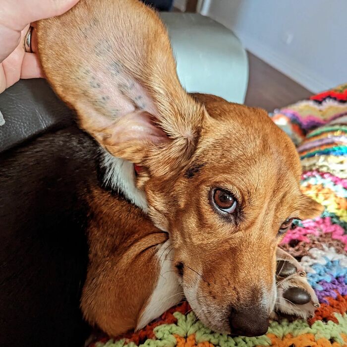 Meet Dora, The Beagle Who Was Rescued From A Lab And Was Given A Chance At A New Life