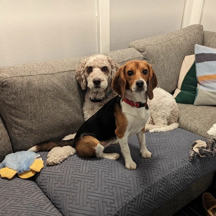 Meet Dora, The Beagle Who Was Rescued From A Lab And Was Given A Chance At A New Life