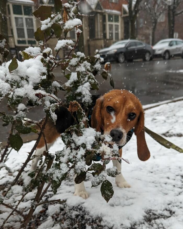 Meet Dora, The Beagle Who Was Rescued From A Lab And Was Given A Chance At A New Life