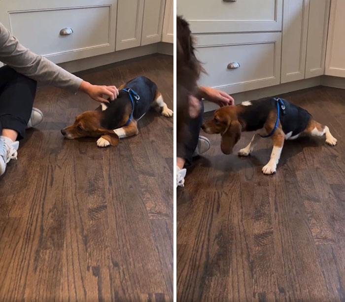 Meet Dora, The Beagle Who Was Rescued From A Lab And Was Given A Chance At A New Life