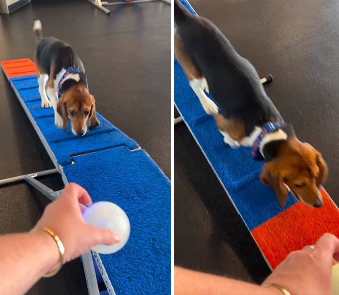 Meet Dora, The Beagle Who Was Rescued From A Lab And Was Given A Chance At A New Life