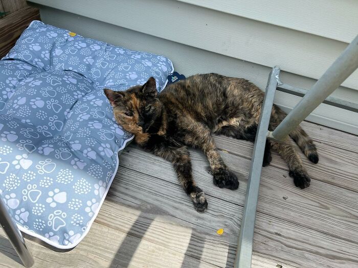 Senior Shelter Cat Defies Odds, Finds Home, And Discovers A Lifetime Of Love