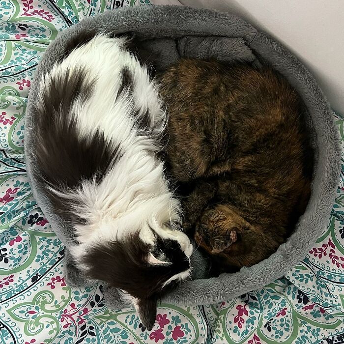 Senior Shelter Cat Defies Odds, Finds Home, And Discovers A Lifetime Of Love