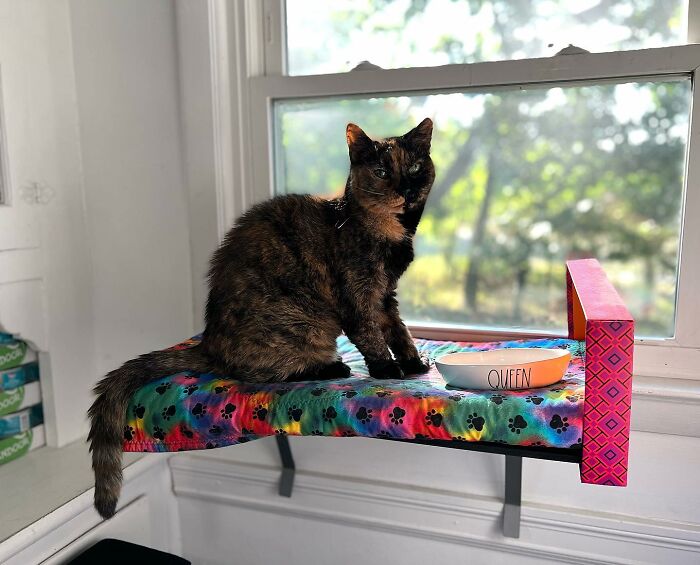 Senior Shelter Cat Defies Odds, Finds Home, And Discovers A Lifetime Of Love