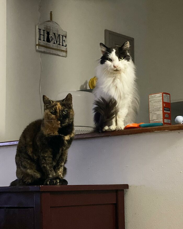 Senior Shelter Cat Defies Odds, Finds Home, And Discovers A Lifetime Of Love