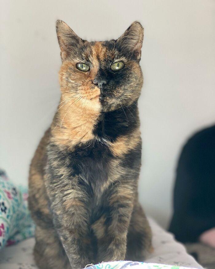 Senior Shelter Cat Defies Odds, Finds Home, And Discovers A Lifetime Of Love