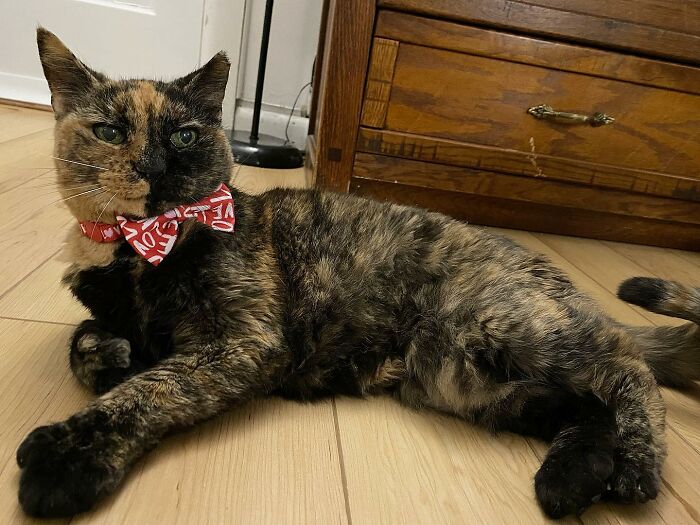 Senior Shelter Cat Defies Odds, Finds Home, And Discovers A Lifetime Of Love