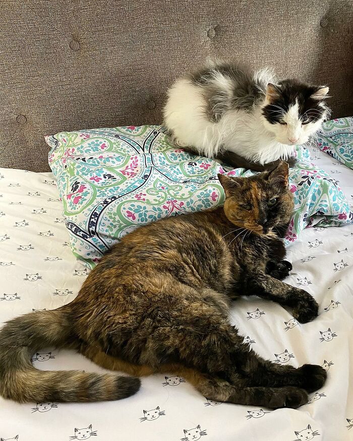 Senior Shelter Cat Defies Odds, Finds Home, And Discovers A Lifetime Of Love